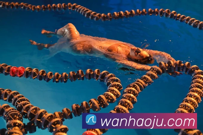 玩滚球的安全平台app官网APP 体育赛事宣传图